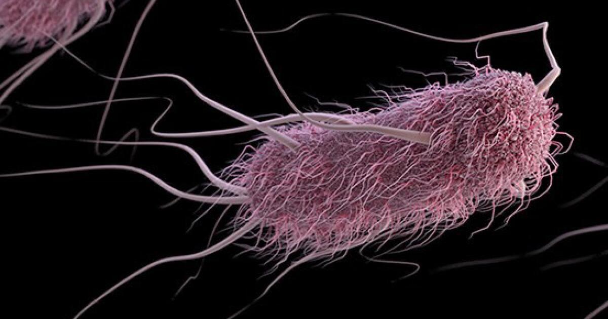 Contaminated meat from the grocery store could be causing your UTIs - Los Angeles Times