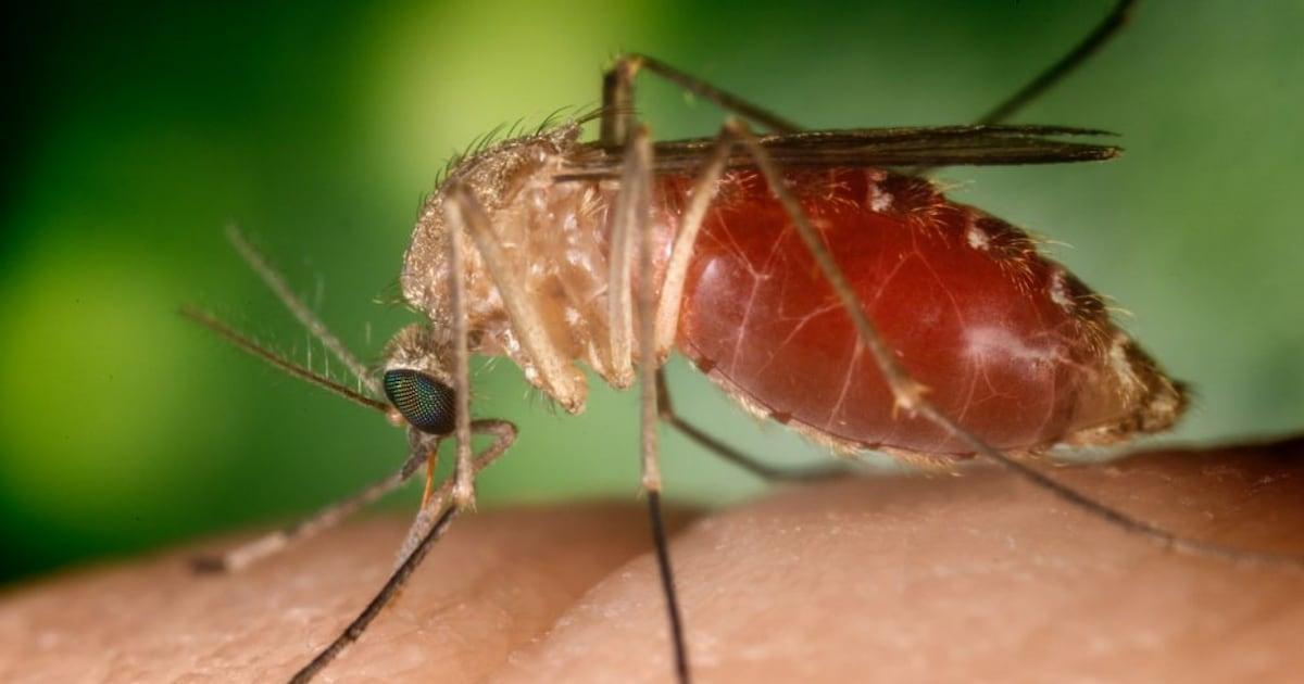 Mosquito trap test for Western Nile virus in Fultona - WSB -tv channel 2 - Atlanta